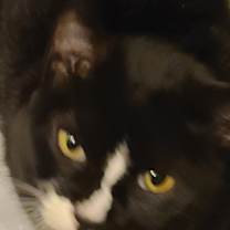 Thumbnail photo of Salmon #2