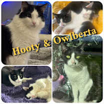 Thumbnail photo of Hooty & Owlberta #1
