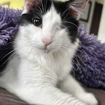 Thumbnail photo of Hooty & Owlberta #4