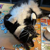 Thumbnail photo of Jonesy [Permanent Foster] #4