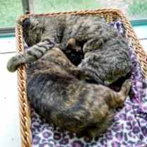 Thumbnail photo of Max #2