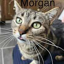 Thumbnail photo of Morgan #1