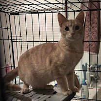 Thumbnail photo of OLIVER #3