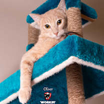 Thumbnail photo of OLIVER #4