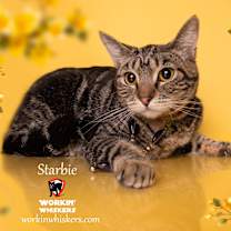 Thumbnail photo of STARBIE #1