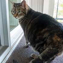 Thumbnail photo of Max (bonded with Katie) #1