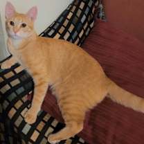 Thumbnail photo of Ginger (sister of Brandy) #1