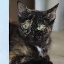 Thumbnail photo of Gabby - CSC #1