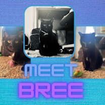 Thumbnail photo of Bree #3