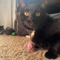 Thumbnail photo of Bree #4