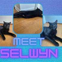 Thumbnail photo of Selwyn #1