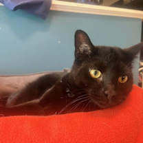 Thumbnail photo of Selwyn #2