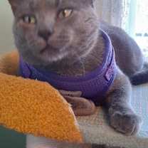 Thumbnail photo of Prince #4