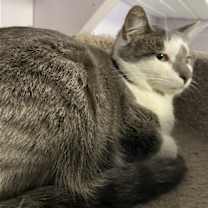 Thumbnail photo of Nala #4