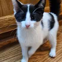 Thumbnail photo of A TootyTa #1