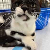 Thumbnail photo of Alice #1