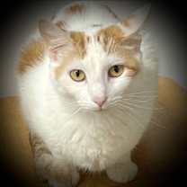 Thumbnail photo of Sophie #1