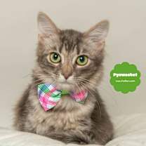Thumbnail photo of PYEWACKET (Quiet & Dignified) #1