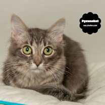 Thumbnail photo of PYEWACKET (Quiet & Dignified) #2