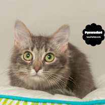 Thumbnail photo of PYEWACKET (Quiet & Dignified) #3