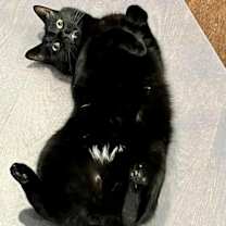 Thumbnail photo of Lemon Meringue Pie #2