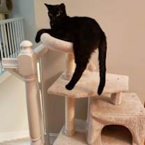 Thumbnail photo of Lemon Meringue Pie #3