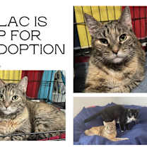 Thumbnail photo of Lilac #1