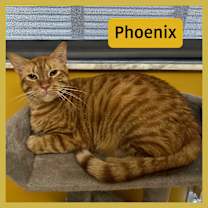 Thumbnail photo of Phoenix #1