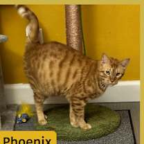 Thumbnail photo of Phoenix #2