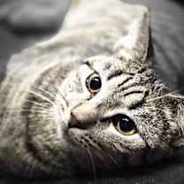 Thumbnail photo of Oswin #1