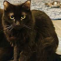 Thumbnail photo of Bella #1