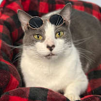 Thumbnail photo of Dollop #1