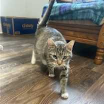 Thumbnail photo of Bootsie #1
