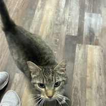 Thumbnail photo of Bootsie #2