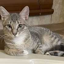 Thumbnail photo of Roseo #1