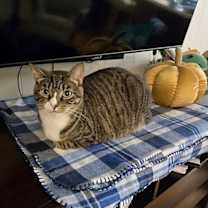 Thumbnail photo of Cardee #1