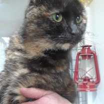 Thumbnail photo of Eclipse #1