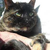 Thumbnail photo of Eclipse #2