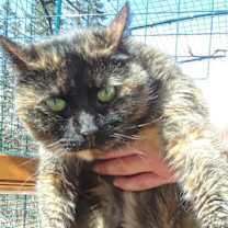 Thumbnail photo of Eclipse #3