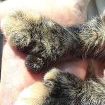 Thumbnail photo of Eclipse #4