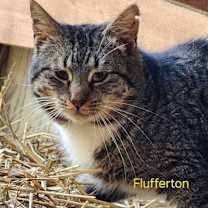Thumbnail photo of Flufferton #2