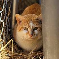 Thumbnail photo of Hobbe #3