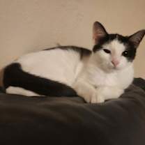 Thumbnail photo of Kora #3