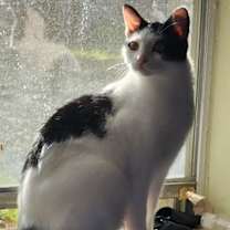 Thumbnail photo of Kora #4