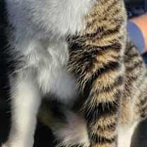 Thumbnail photo of Kaedon #3