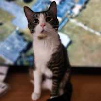 Thumbnail photo of Kaedon #4