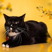 Thumbnail photo of NUGGET #1