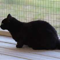 Thumbnail photo of Ennis #3