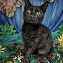 Thumbnail photo of Jett #3