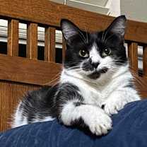 Thumbnail photo of Magpie #3